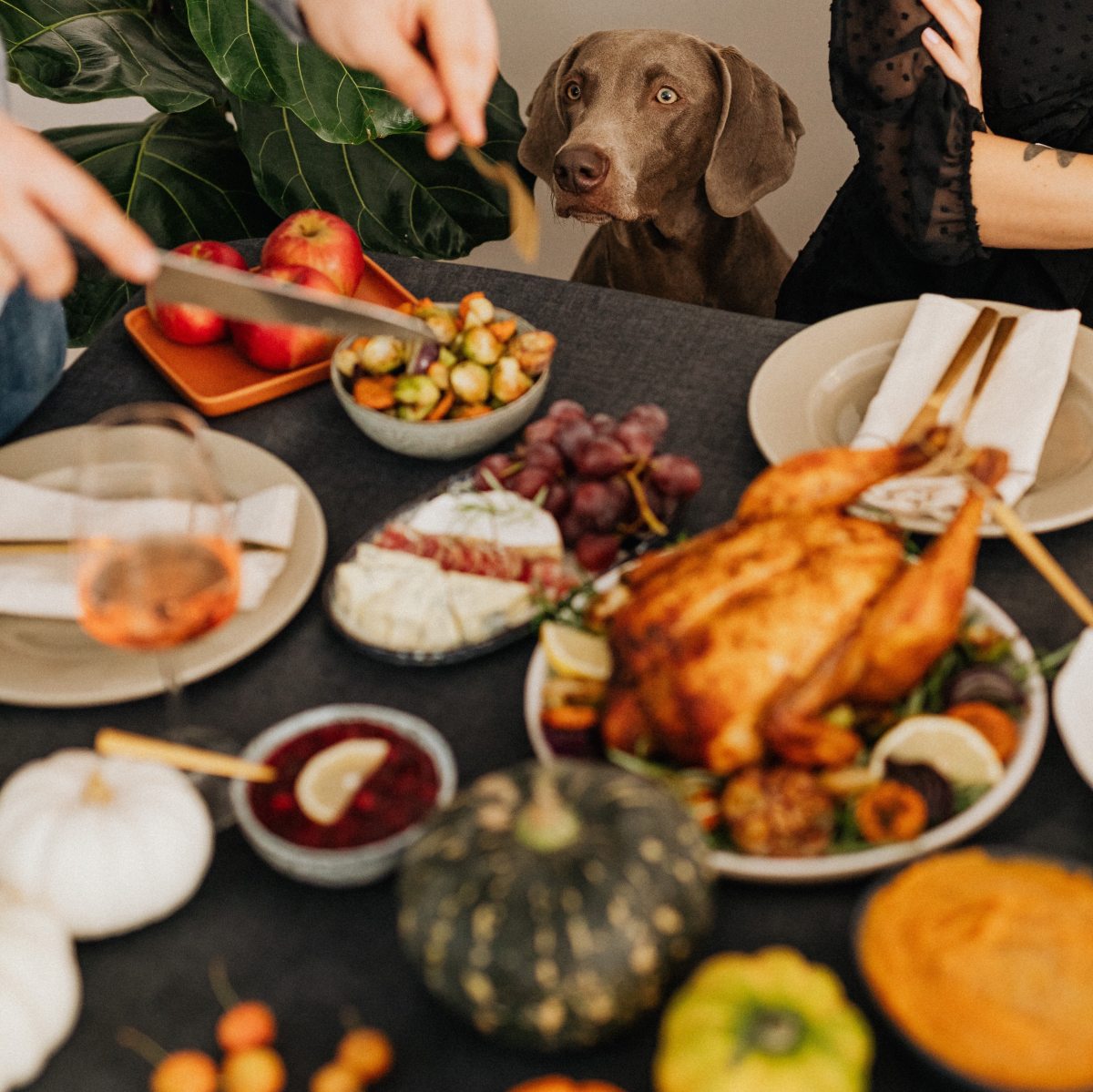 Dos & Don’ts of Table&nbsp;Scraps